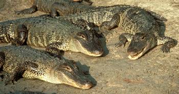 Photograph - group of American Alligators (Alligator mississippiensis)