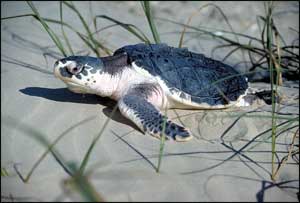 Photograph of Kemp's Ridley Sea Turtle