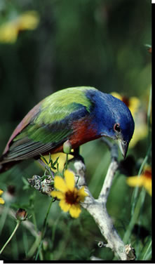 painted bunting