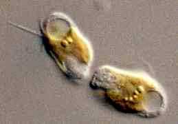 microscopic image of golden alga cells
