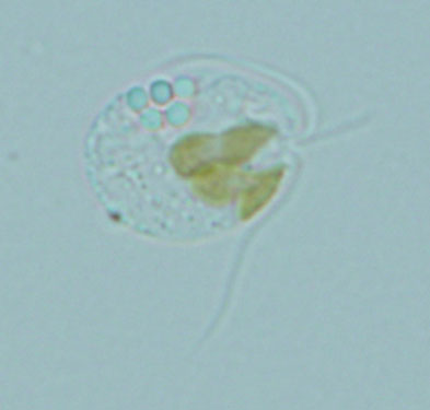 golden alga cell