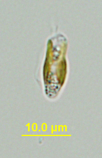 golden alga cell