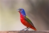 Painted-bunting 7300 36