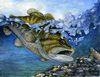 State-fish Art Contest - Bowen