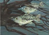 State-fish Art Contest 2008 - 2nd Cali Stewart