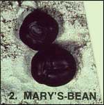 Mary's Sea-bean