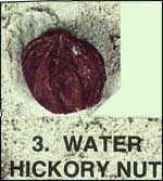 Water Hickory Nut