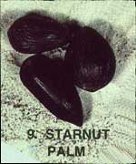 Starnut Palm Sea-bean