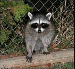Raccoon; Photo Courtesy Dave Herr, USDA Forest Service
