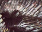 Turkey Feathers Pattern